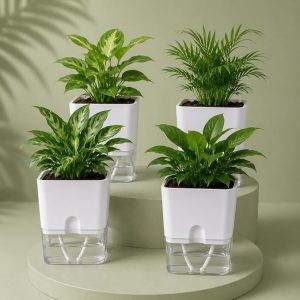 Casa De Amor Self Watering Pots (Pack of 4) for Indoor Plants | Home Decor, Living Room, Kitchen, Bedroom, Table Top, Office, Gifting | Plants not Included (White) Plants not Included